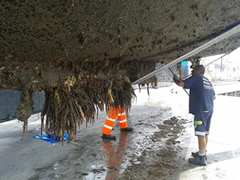 Tutukaka fanworm discovery shows need for ongoing vigilance