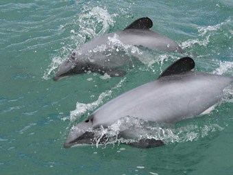 Dolphin survival depends on Kiwis