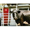 Business Profile: Lely Robotic Milking