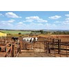 cows come in for milking