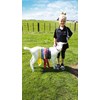Ayla Byers 7 from David street School with a scout the goat