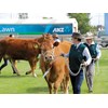 The New Zealand Agricultural show 2018