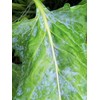 Beet Diseases Powdery Mildew