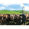 Matthew Grayling from Taranaki with his dairy herd