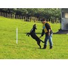 King Country sheepdog trials 1