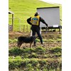 King Country sheepdog trials 3