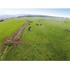 Using a drone around the farm…