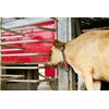 Lely Astronaut milking system review