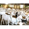 A barn for Tukituki Dairy Goats