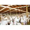A barn for Tukituki Dairy Goats