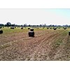 Moura hay fields