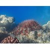Coral-eating crown-of-thorns starfish are helped by nutrient runoff. 