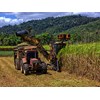 Fertiliser used in sugar cane farming contributes to nitrogen runoff.