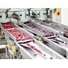 Frozen berries on a production line