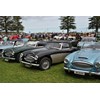 16 Austin Healey 3000 line up