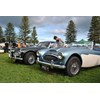 43 Austin Healey 3000 line up