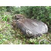 Jaguar E type hedge find 1