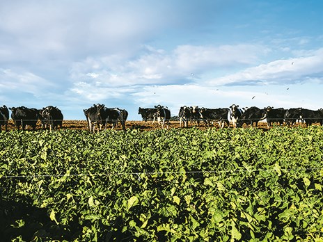 DairyNZ_WinterCrop_2019_275[1].jpg