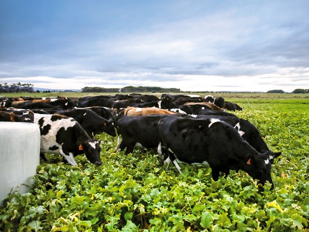 DairyNZ-winter-crop.jpg