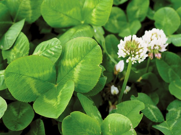 White-clover-close-up.jpg