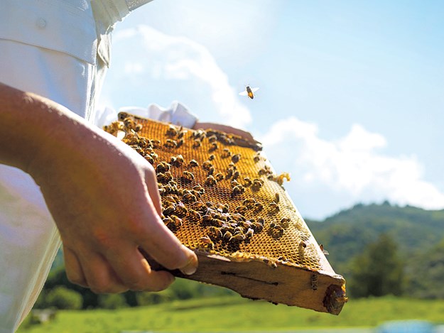 Apiary-Image.jpg