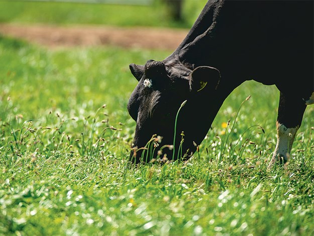 dairynz-planninf-for-winter-april-23.jpg