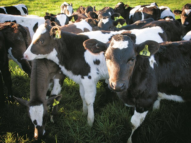 DairyNZ_calves[1].jpg
