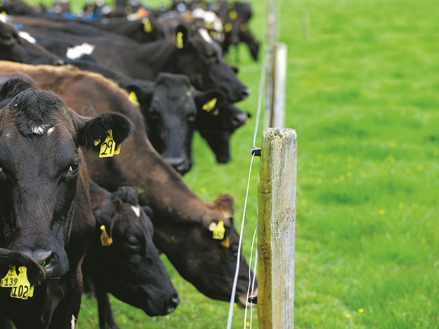 Cows and grass DairyNZ 2023.jpg