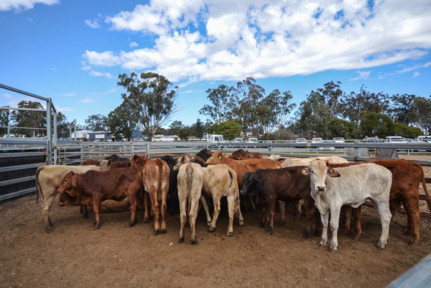 Fraser cattle yards web.jpg