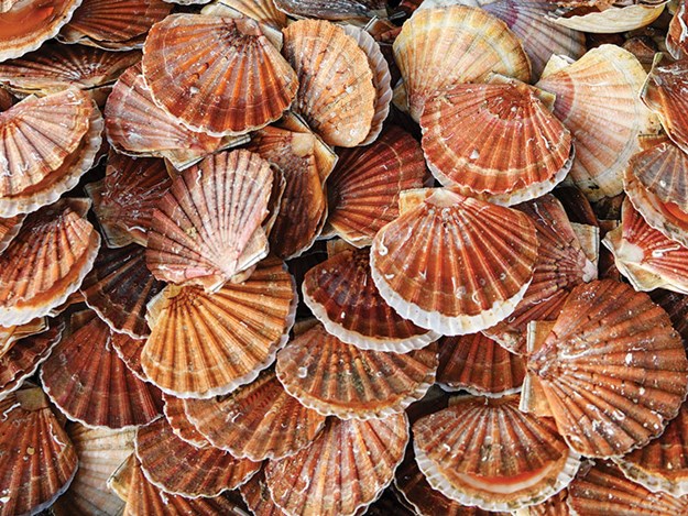 Scallop-fishery-closure-Northland-Coromandel.jpg