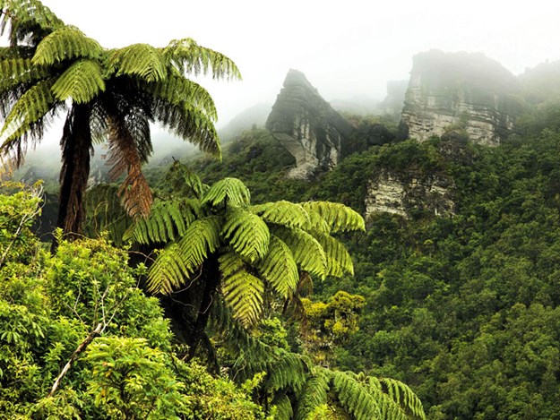 86070901_Mountains-and-fern-tree-forest,-Te-Urewera-National-Park_getty.jpg