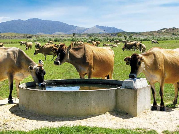 cows-at-the-water-trough.jpg