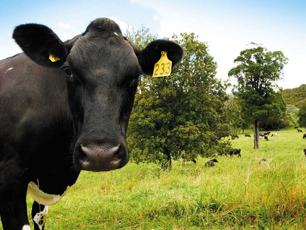 cows-with-trees.jpg