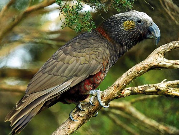 SouthIslandKaka.jpg