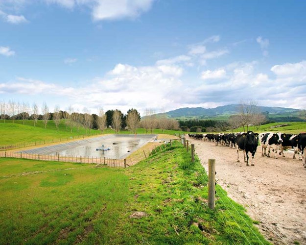Pond-and-cows-on-race.jpg