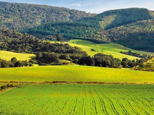 New-Zealand-weather-effects-on-forestry-communities.jpg