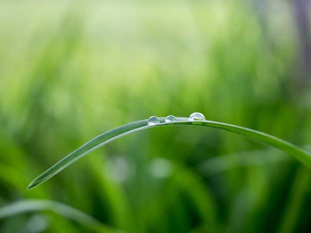 Choosing-sowing-rates-for-perennial-ryegrass.jpg