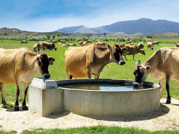 Dairy_cattle_on_summer_pasture---heat-stress-2.jpg