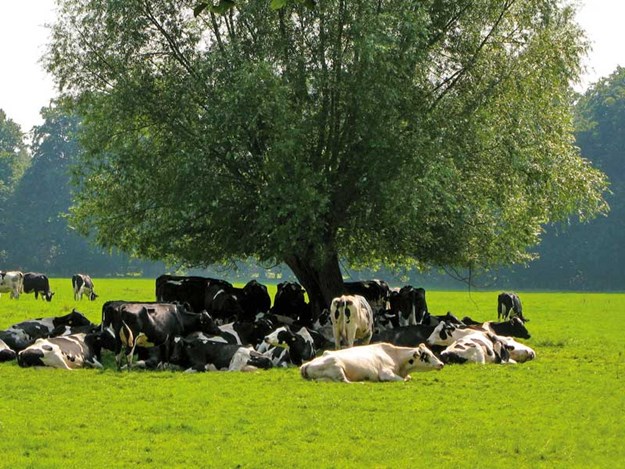 Dairy_cattle_on_summer_pasture---heat-stress.jpg