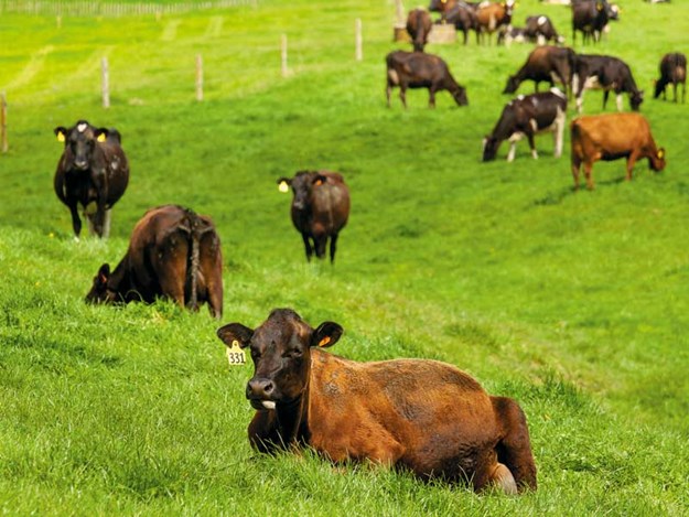 portrait-cows-in-paddock.jpg