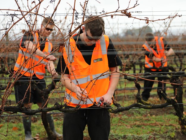 Winemaking.jpg