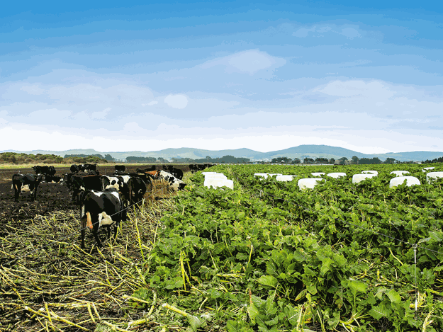 DairyNZ_WinterCrop_2019_151---Copy.gif