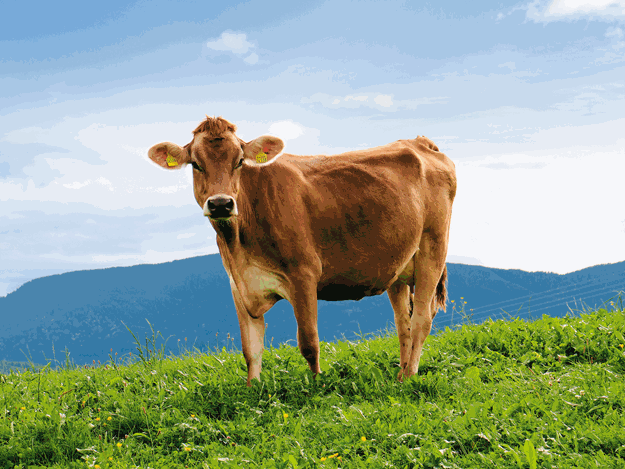 cow-950227.gif