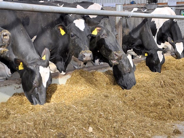 Cow emissions lose greenhouse potency | Industry News