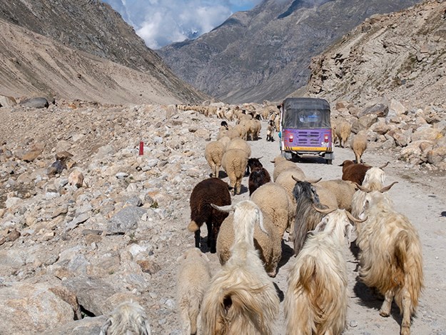 Rickshaw-Run-cattle.jpg