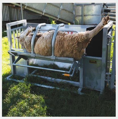 ARROWQUIP SHEEP & GOAT CATCHER for sale (refcode TA1185155)