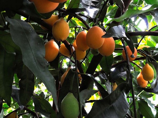 Achacha Fruit On Tree