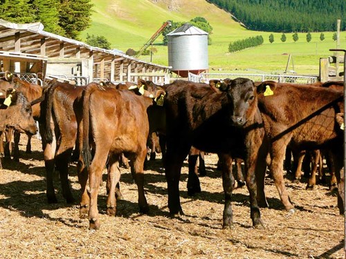 Wagyu -calves -at -Poukawa