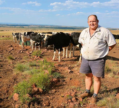 Anthony -Khourie -examines -heifers