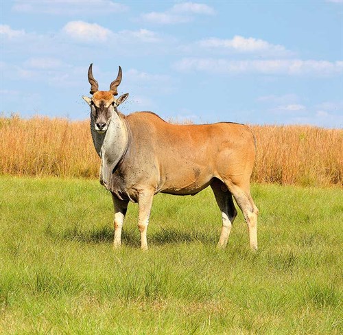 Giant Eland Bull